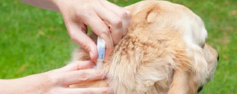狗狗体内外驱虫方法，可以使用滴剂或者喷剂