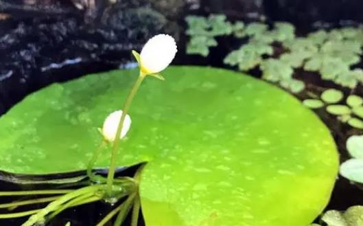 叶莲的养殖方法，确保其每天有4小时左右的光照