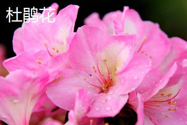 学校的树木有哪些，白杨树、柳树、杜鹃花等品种较常见