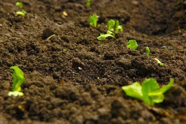 郁金香是不是每年都要重新种，属于多年生植物、挖出种球后每年都要重新种植