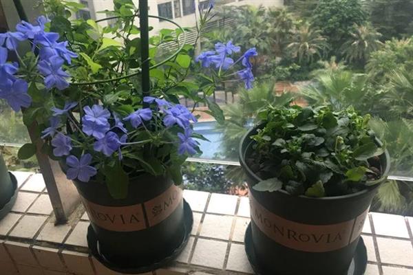 蓝雪花怎么养殖，生长期间每隔半个月追施一次肥料