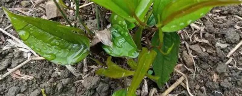 百部的价格，一般在35-40元一斤