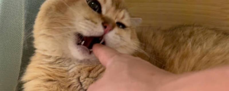 猫咪咬人怎么纠正，涂抹猫咪讨厌的气味可让它无从下口