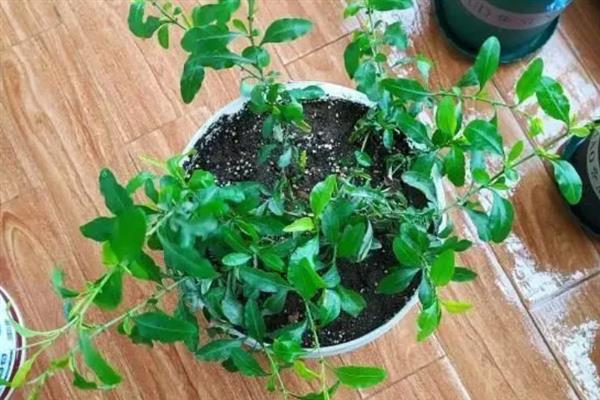 蓝雪花怎么养殖，生长期间每隔半个月追施一次肥料