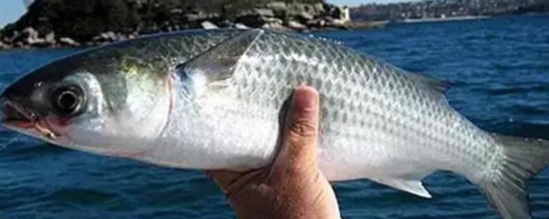 白眼鱼是不是海鱼,白眼鱼是海鱼