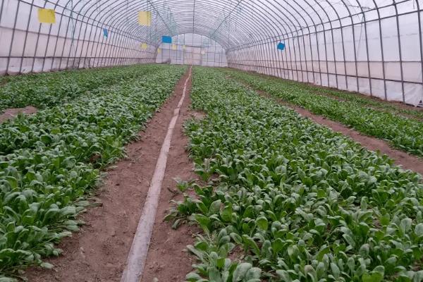 菠菜什么时候种植，一年四季均可栽培