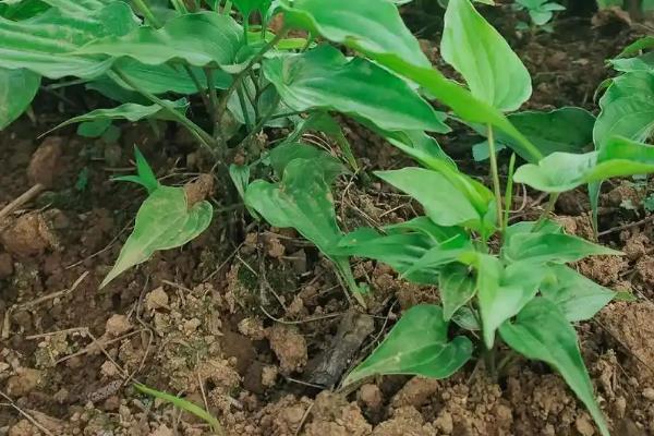 百部的价格，一般在35-40元一斤