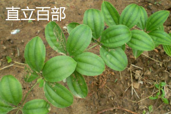 百部的价格，一般在35-40元一斤