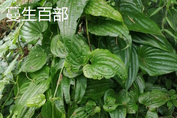 百部的价格，一般在35-40元一斤