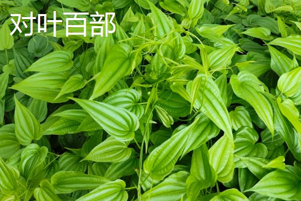 百部的价格，一般在35-40元一斤