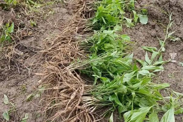 百部的价格，一般在35-40元一斤