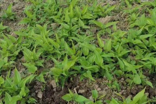 百部的价格，一般在35-40元一斤