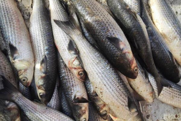 白眼鱼是不是海鱼,白眼鱼是海鱼