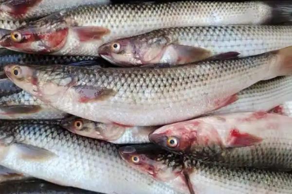 白眼鱼是不是海鱼,白眼鱼是海鱼