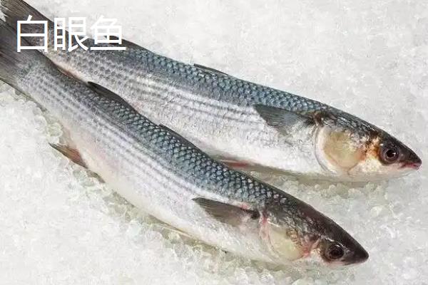 白眼鱼是不是海鱼,白眼鱼是海鱼