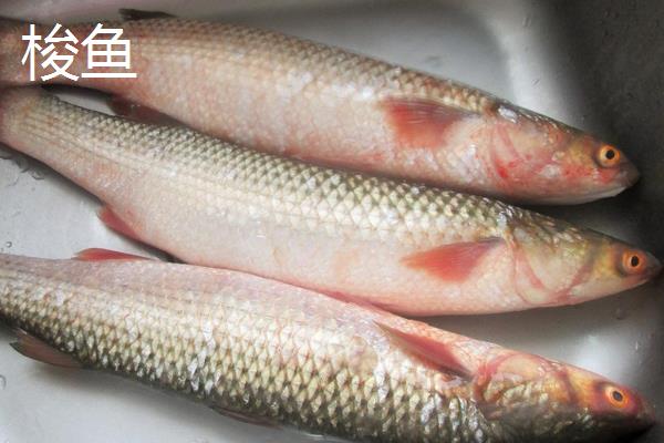 白眼鱼是不是海鱼,白眼鱼是海鱼