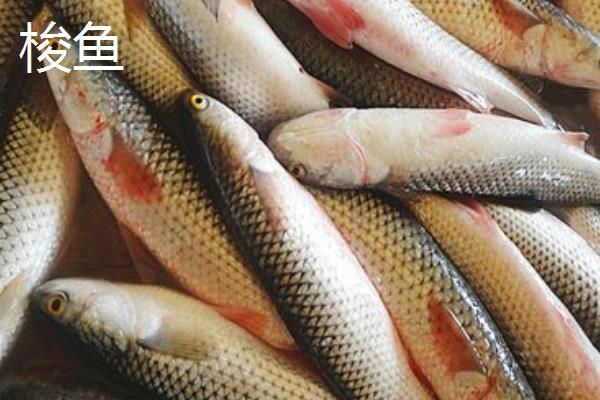 白眼鱼是不是海鱼,白眼鱼是海鱼