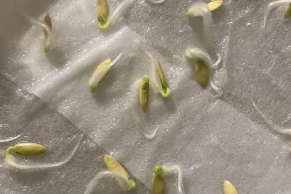 黄瓜的浸种催芽方法，晾晒消毒后放在25℃的环境中