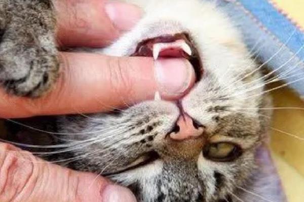 猫咪咬人怎么纠正，涂抹猫咪讨厌的气味可让它无从下口