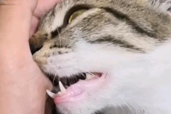 猫咪咬人怎么纠正，涂抹猫咪讨厌的气味可让它无从下口