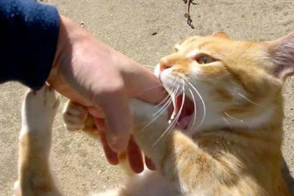 猫咪咬人怎么纠正，涂抹猫咪讨厌的气味可让它无从下口