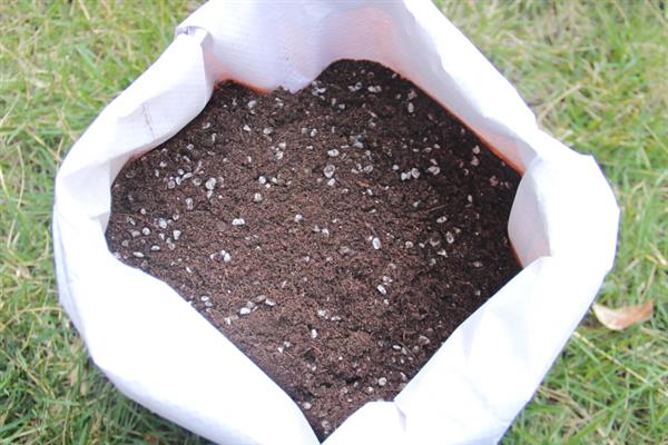 蓝雪花怎么养殖，生长期间每隔半个月追施一次肥料