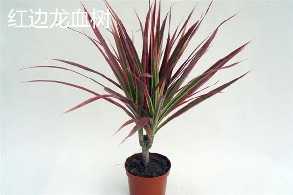 龙血树几头好，通常留4头最好