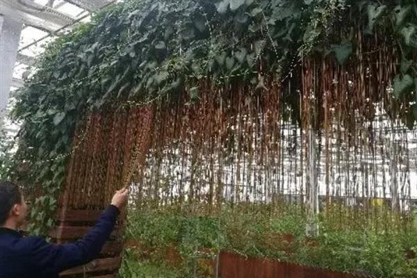 锦屏藤怎么种植，需要每隔1-2天给植株浇水一次