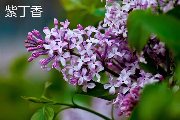 紫色花卉的花语，不同花卉的花语不同