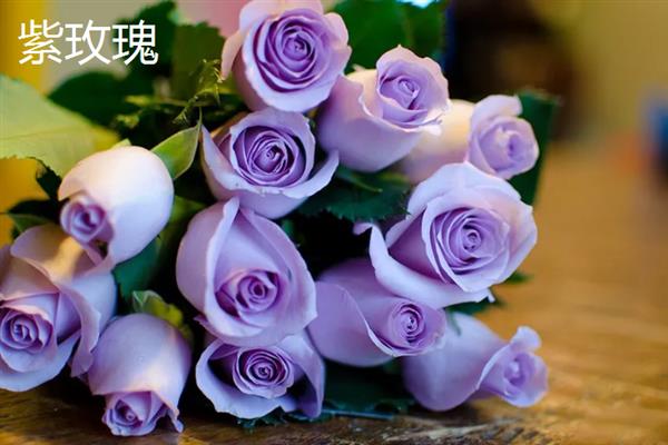 紫色花卉的花语，不同花卉的花语不同
