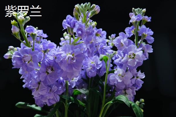 紫色花卉的花语，不同花卉的花语不同