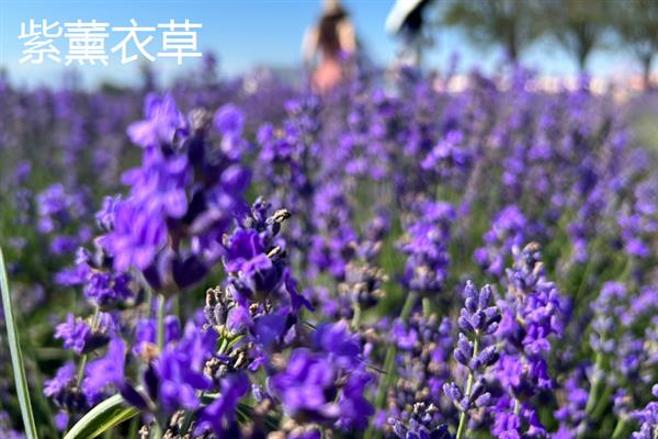 紫色花卉的花语，不同花卉的花语不同