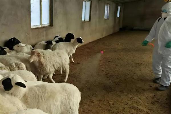 山羊有哪些常见疾病，感冒、肺炎、烂嘴病等疾病会经常发生