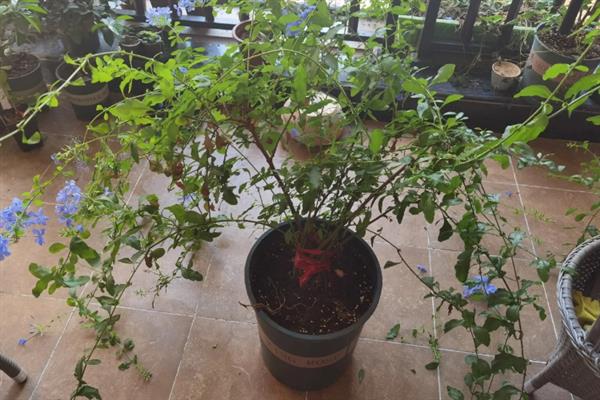 蓝雪花怎么养殖，生长期间每隔半个月追施一次肥料