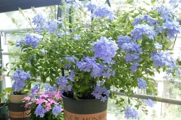 蓝雪花怎么养殖，生长期间每隔半个月追施一次肥料