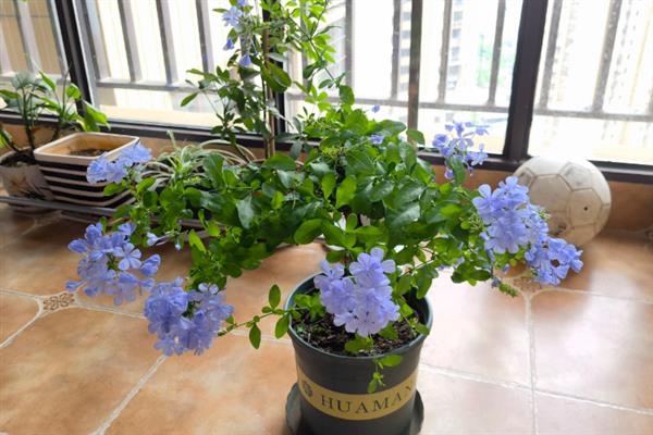 蓝雪花怎么养殖，生长期间每隔半个月追施一次肥料
