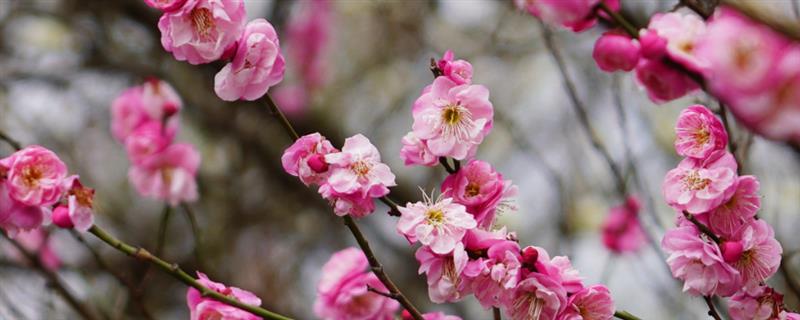 四季梅花一年开几次，次数是不定的