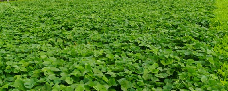 红薯高产种植方法，施肥应掌握以基肥为主