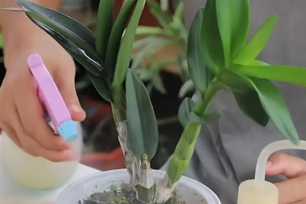 怎么养石斛兰，适宜的生长温度在15-28℃