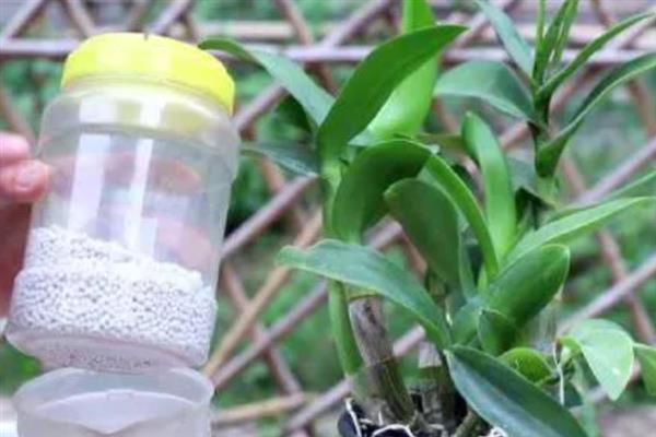 怎么养石斛兰，适宜的生长温度在15-28℃