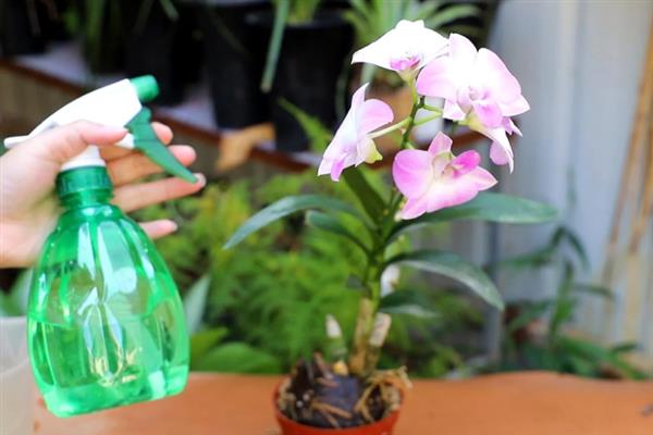 怎么养石斛兰，适宜的生长温度在15-28℃