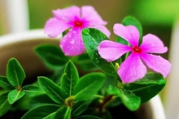 四季梅花一年开几次，次数是不定的