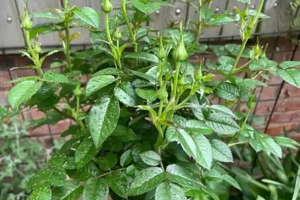 月季枯枝病怎么防治，发病时可喷施百菌清等药物