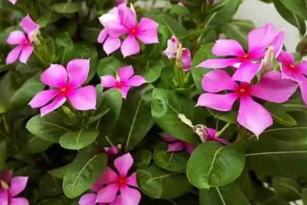 四季梅花一年开几次，次数是不定的