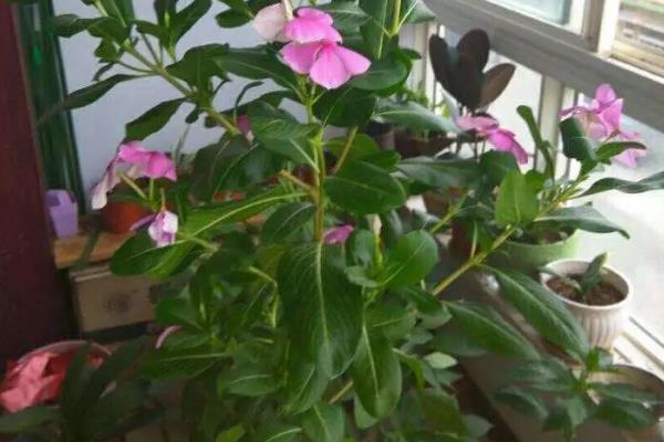 四季梅花一年开几次，次数是不定的