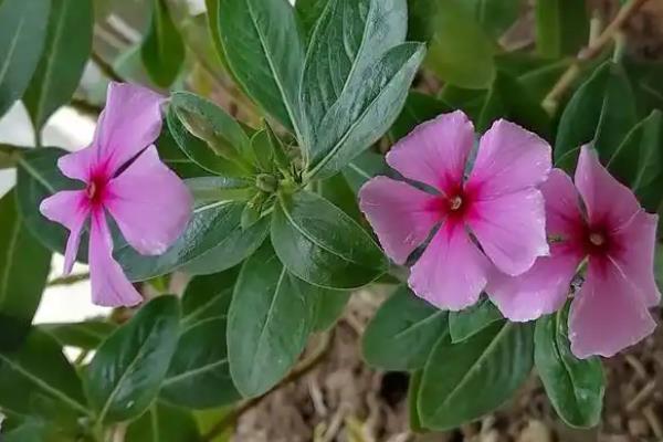 四季梅花一年开几次，次数是不定的