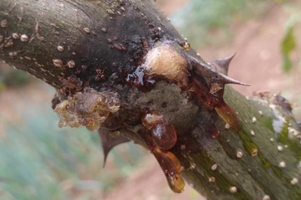 怎么防治花椒的常见病虫害，根据病虫害的类型使用对应药物