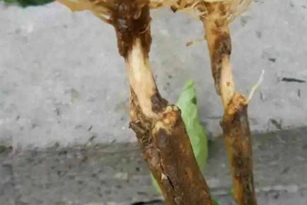 怎么防治花椒的常见病虫害，根据病虫害的类型使用对应药物