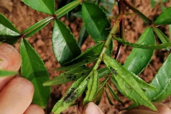 怎么防治花椒的常见病虫害，根据病虫害的类型使用对应药物