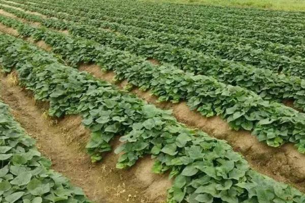 红薯高产种植方法，施肥应掌握以基肥为主